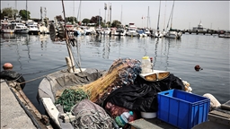 Küçük balıkların avlanması Marmara'daki ekosistemi tehdit ediyor