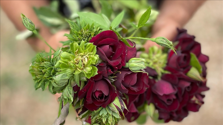 'Karagül diyarı' Halfeti 'yeşil gül' ile de anılmak istiyor