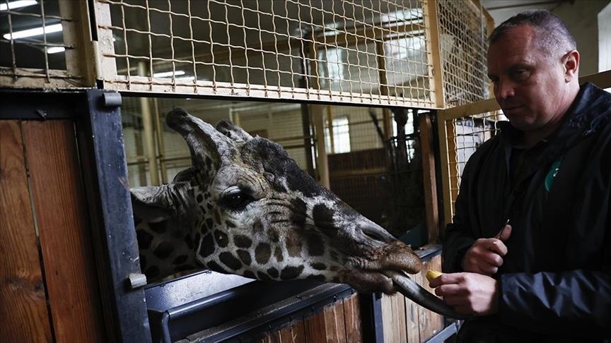 Kopshti zoologjik në Kiev strehë për kafshët nga pjesë të rrezikshme të vendit