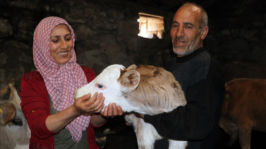 Kültür mantarı yetiştiriyordu devlet desteğiyle hayvancılık yapmaya başladı