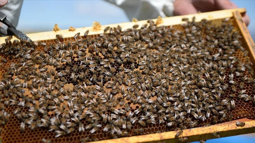 Tanzania’s women beekeepers shield wildlife