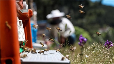 Gıda güvenliğinin bekçileri: Arılar