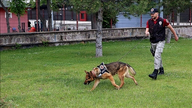 Kayseri'de iz takip köpeği "Reks" kayıpların bulunmasında önemli rol üstleniyor