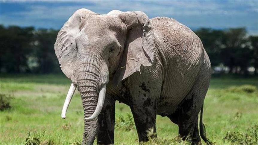 Властите од Конго заплениле слонова коска од 80 до 100 убиени слонови