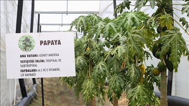 Tropikal meyve üretiminde yeni trend örtü altı papaya 