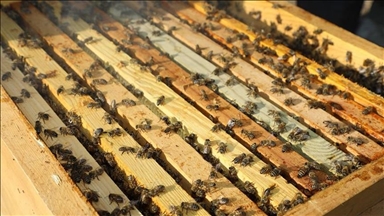 Turkish aid agency helps South Sudan villagers in beekeeping