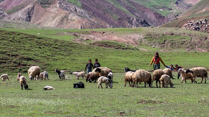 Kadın çiftçi devletten aldığı destekle besici oldu