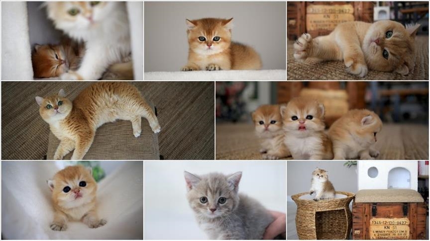 جمعية تركية تطور برنامجًا لتوثيق أنساب القطط (تقرير)
