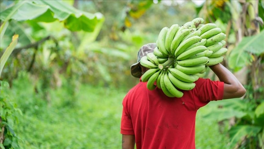 South Sudanese youth turn to farming to address food shortage