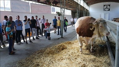 Bik Veliša od 1.700 kilograma atrakcija Poljoprivrednog sajma u Novom Sadu
