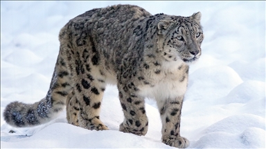 Everest çevresinde 100'ü aşkın kar leoparının yaşadığı tahmin ediliyor