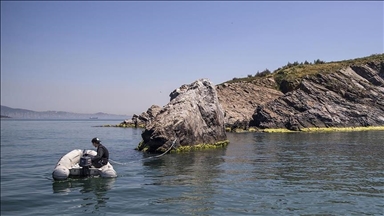 Some marine species reappear in Sea of Marmara after long time
