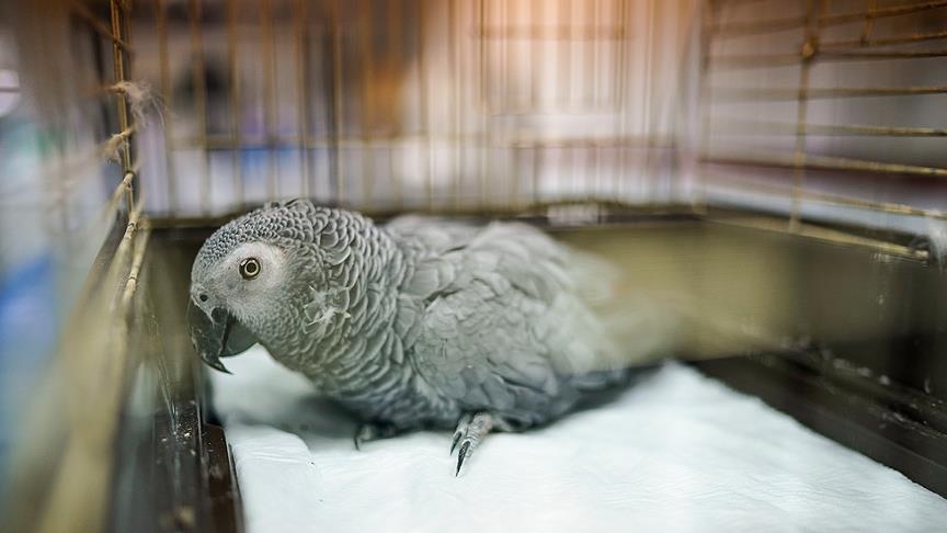 Punishing poachers raises hope of ending trafficking of African grey parrots