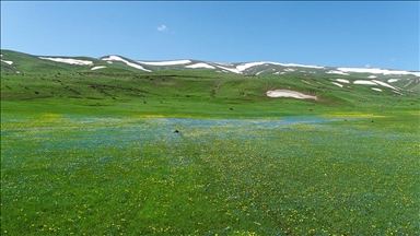 Sarı ve mor renkli çiçekler Erzurum ovalarını renklendirdi