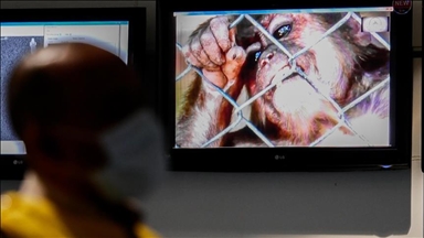 فرنسا.. ارتفاع عدد إصابات جدري القرود إلى 5 حالات 
