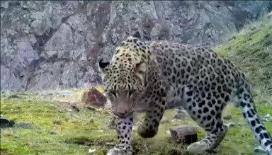 Во Турција по 46 години повторно виден анадолскиот леопард