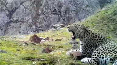 Anadolski leopard viđen u Turkiye nakon 46 godina