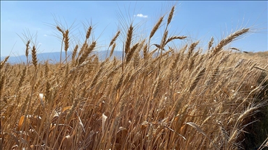 Amik Ovası'nda hasadı süren buğdaydan 245 bin ton rekolte bekleniyor