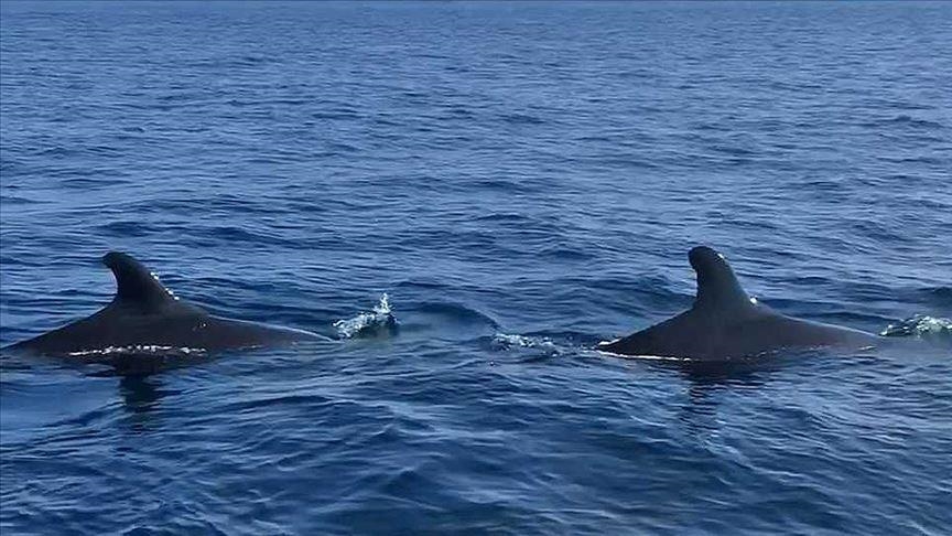 Killer whale swimming in France's Seine river in 'bad health'