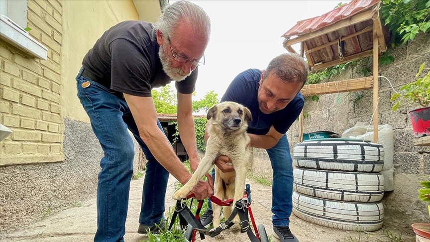 Felçli köpek 'Badi' için eski bebek arabasından yürüteç yaptı