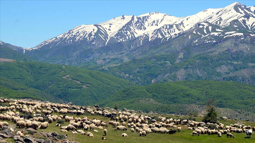 Muş'taki besicilerin yaylalara yolculuğu devam ediyor