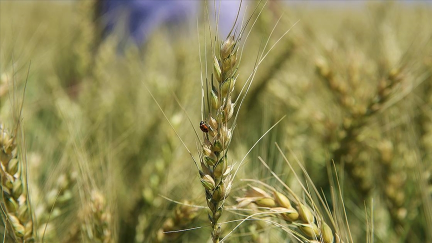 Mardin Ovası'nda 1,5 milyon ton buğday rekoltesi bekleniyor