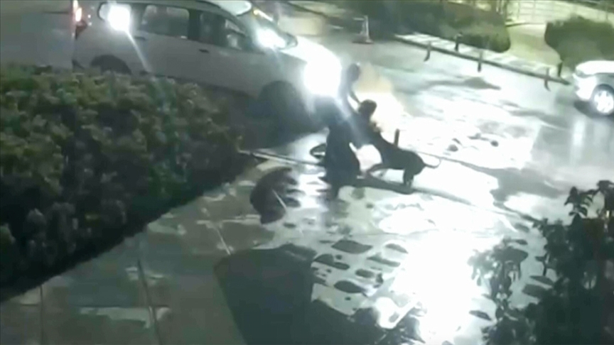 Daha önce 4 kişiyi yaralayan pitbullun yeni saldırı görüntüleri ortaya çıktı