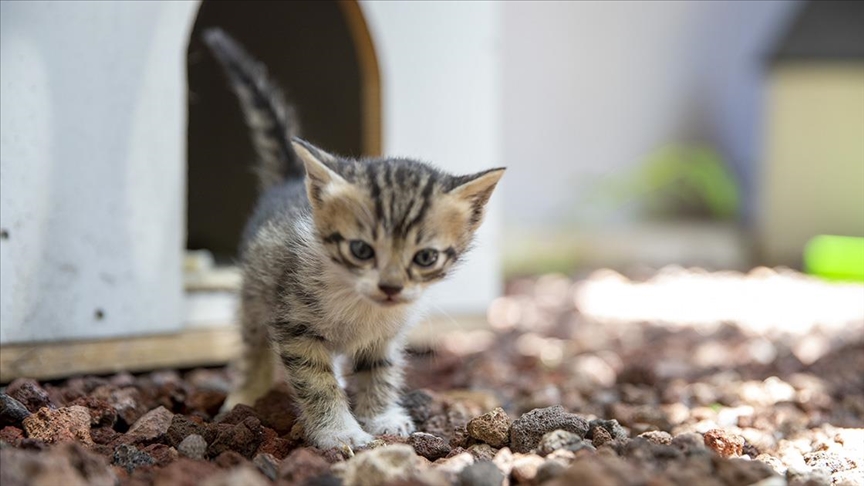 Ankara Adliyesinde sahipsiz hayvanlar için 'kedi sokağı' ve 'köpek sitesi' inşa edildi