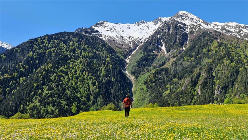 Kaçkar Dağları'nda endemik bitki türleri çiçek açtı