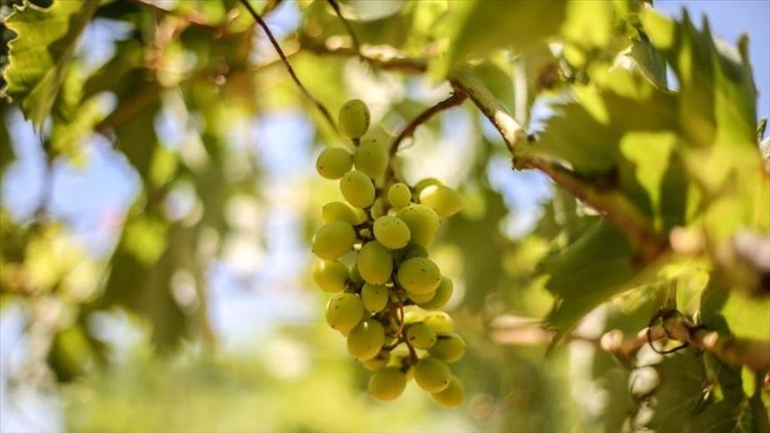 France / Averses de grêle : la présidente de la FNSEA déplore une "vraie catastrophe" pour l'agriculture