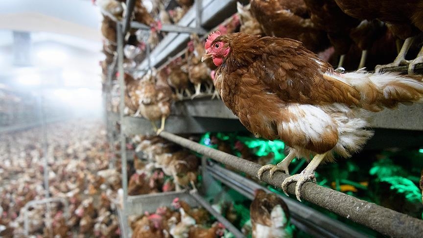 В Гвинее вспышка птичьего гриппа (H5N1)