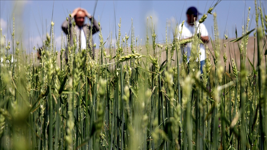 Konya'da etkili olan sağanak ve dolu 60 bin dekar arazide hasara neden oldu