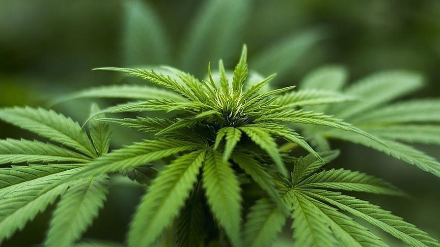 La Thaïlande autorise la culture et l'usage du cannabis à des fins médicales
