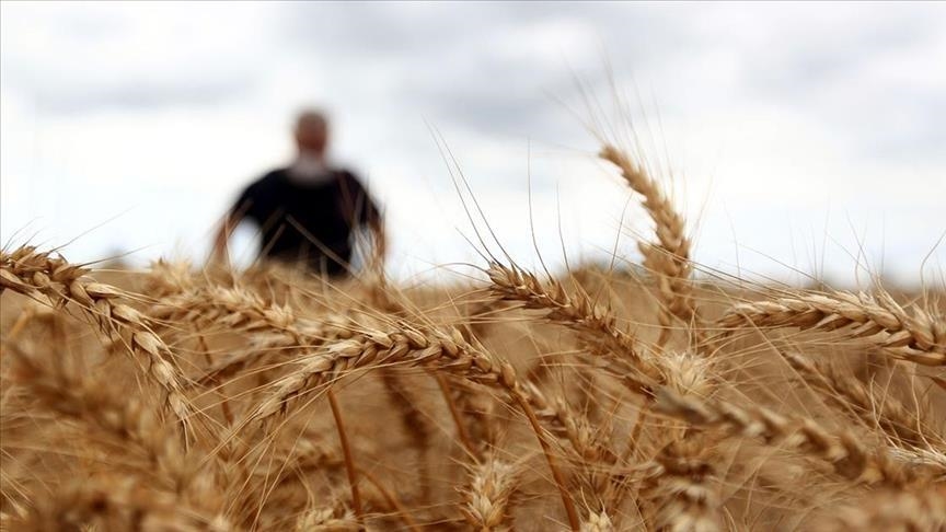 Africa to face 'very serious' famine if wheat problem not solved