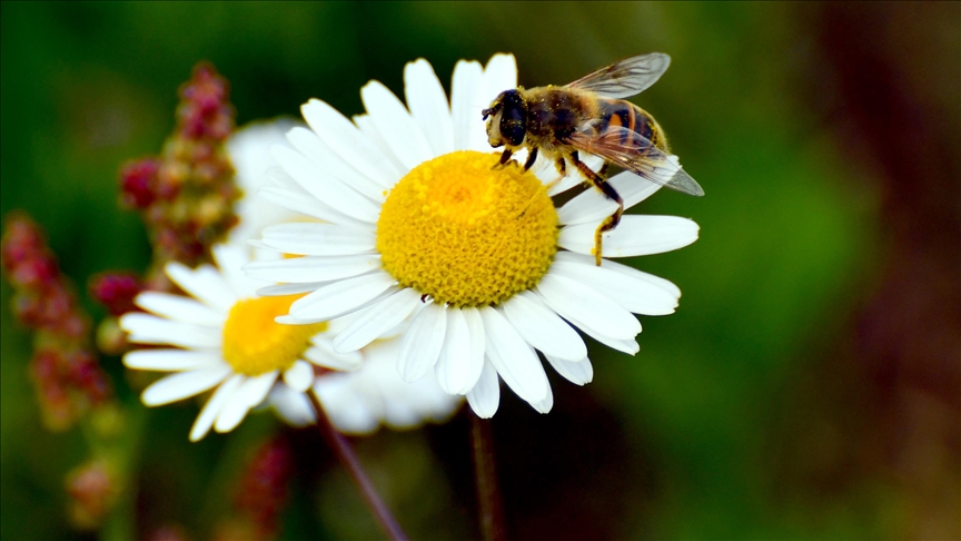 سروشتی شارۆچکەی ساریقامیش بە گوڵ رازاوەتەوە