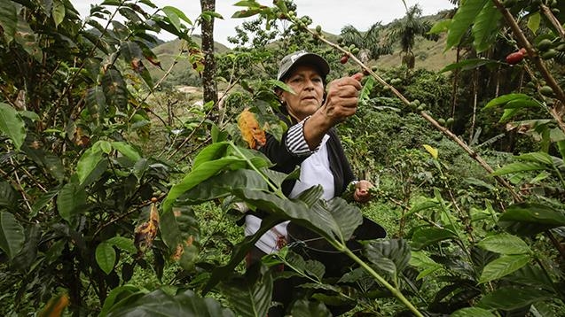 Con el café no solo se contribuye al desarrollo de Colombia, también ahora se empodera a la mujer campesina
