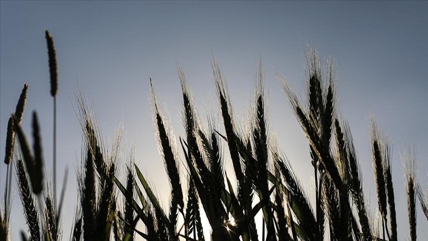 African leaders want embargo exemptions for wheat, fertilizer imports from Russia