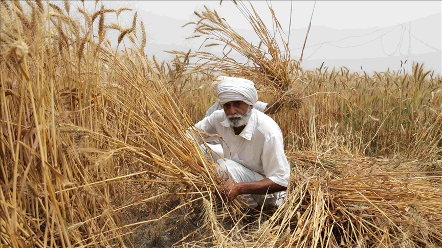 Emiratos Árabes Unidos suspende exportaciones de trigo de origen indio