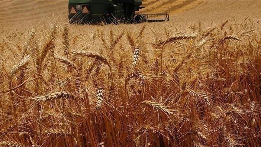 Казахстан продлит ограничение на экспорт пшеницы и муки