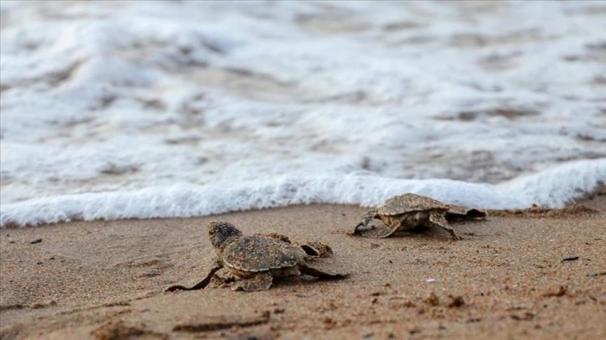 Sea turtles along Pakistan coast face host of threats