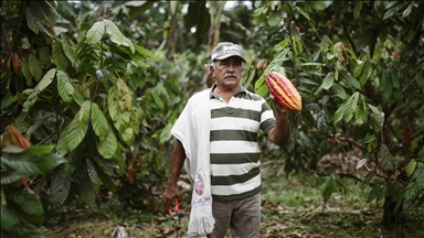 ¿Cómo el cacao se ha convertido en una alternativa a los cultivos ilícitos y a la ganadería en Colombia?