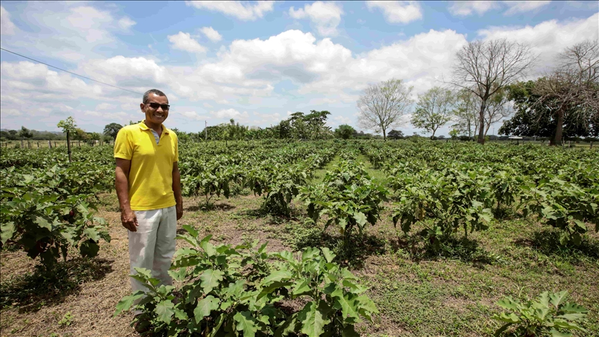 El curioso caso de Cedro Cocido, el pueblo colombiano donde una falsa reforma agraria se convirtió en verdadera