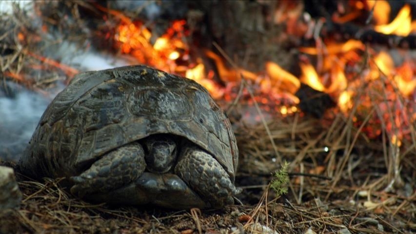 Espagne : plus d'une douzaine de feux de forêt actifs sur fond d'une vague de chaleur sans précédent