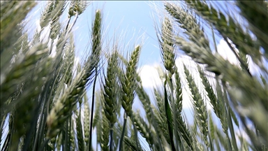 Konya'da geliştirilen hububatlar tohum sanayicisine tanıtıldı