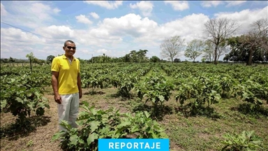 El curioso caso de Cedro Cocido, el pueblo colombiano donde una falsa reforma agraria se convirtió en verdadera