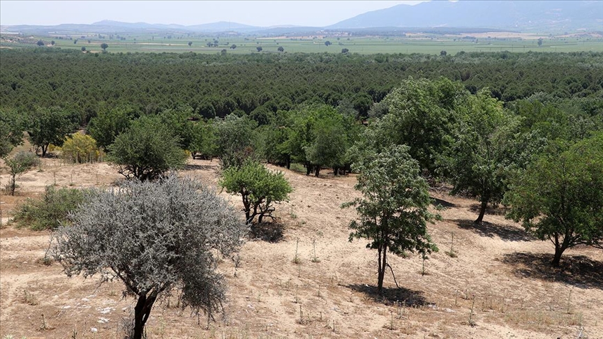 Çölüyle dizilere sahne olan Sazoba, ormanla kaplandı