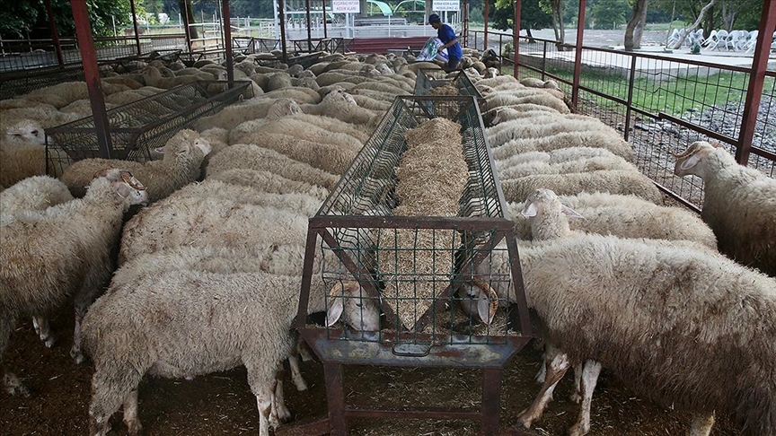 Kurbanlıkların İstanbul'a girişi 24 Haziran'da başlayacak