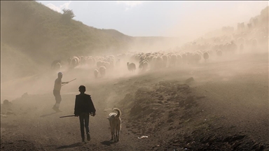 Bitlis'te besiciler küçükbaş hayvanlarını her gün yaylaya çıkartıyor