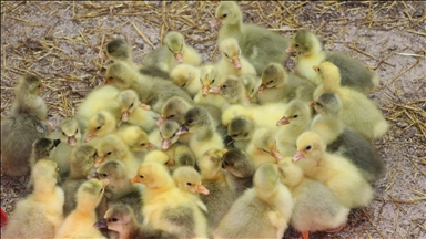 Yozgat'ta eski cezaevi binası tarımsal üretim merkezi oldu