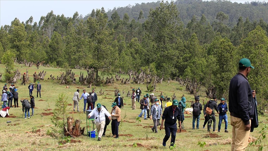 Etiyopya'da "Yeşil Miras" ağaçlandırma kampanyasında 6 milyar fidan dikilecek